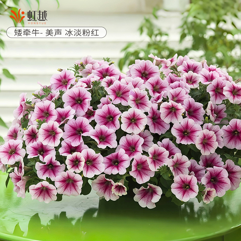 单瓣矮牵牛盆栽阳台垂吊花期长