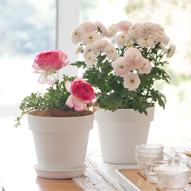 虹越嘉伯瑞花盆塑料耐用家用带托盘白色塑料花盆小号霍恩种植花盆,鲜花速递/花卉仿真/绿植园艺,花盆,淘宝优惠券,粉丝福利购,淘宝优惠卷