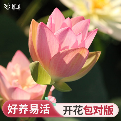 虹越碗莲盆栽种藕阳台庭院水养