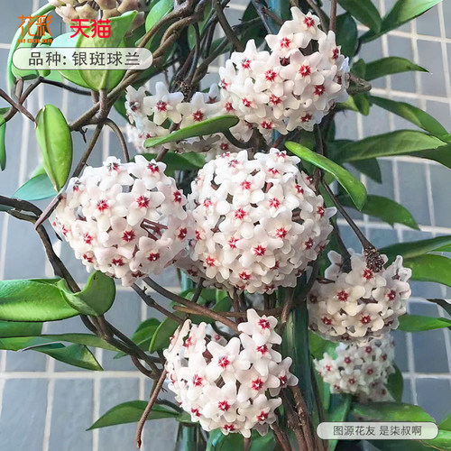 虹越银斑球兰盆栽阳台室内心叶常绿植物懒人花卉爬藤多年生低维护