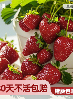 虹越草莓苗秧盆栽四季结果果树真红美玲黑珍珠天使红颜章姬隋珠