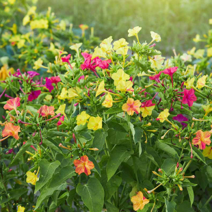 虹越种子紫茉莉花种子晚饭花野丁香混色阳台室外易种四季播种种籽