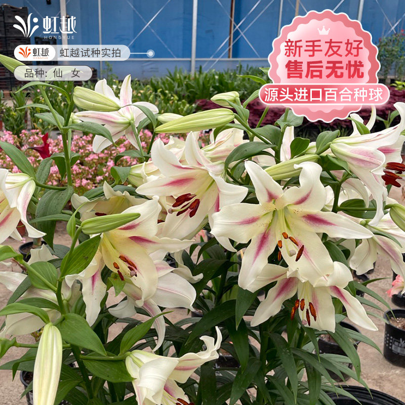 仙女百合种球虹越进口阳台可盆栽地栽东方杂交秋季百合花种根好养,鲜花速递/花卉仿真/绿植园艺,种球/裸根,淘宝优惠券,粉丝福利购,淘宝优惠卷