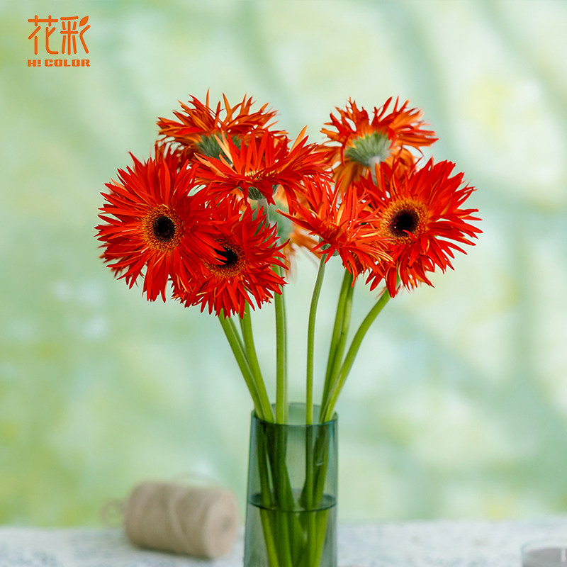 花彩非洲菊穴盘苗小苗阳台夏季耐热多年生新手好养扶郎花切花