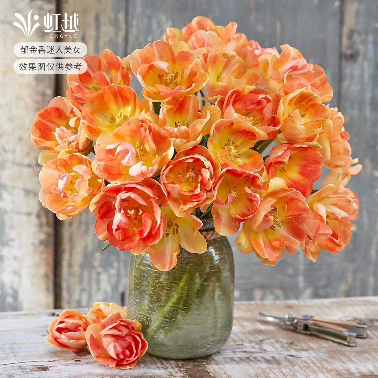 郁金香种球迷人美女自然球荷兰直采花球土培地栽耐寒花卉虹越预售