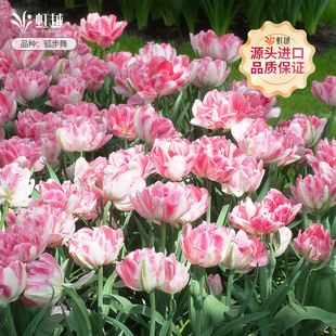 狐步舞郁金香种球自然球5度球荷兰进口花种子球根苗耐寒花卉虹越