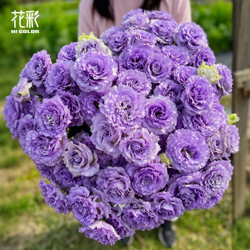 洋桔梗盆栽耐寒好养多年生