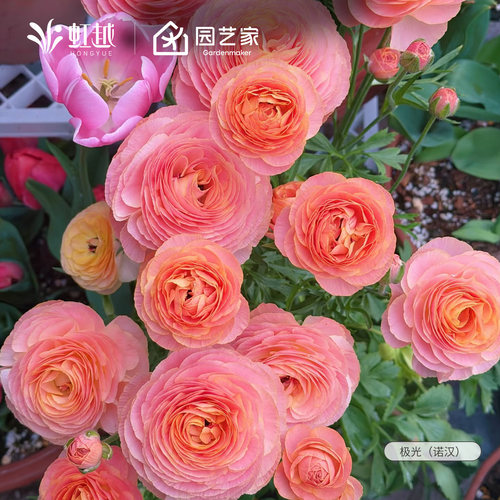 国产蝴蝶花毛茛种球可盆栽