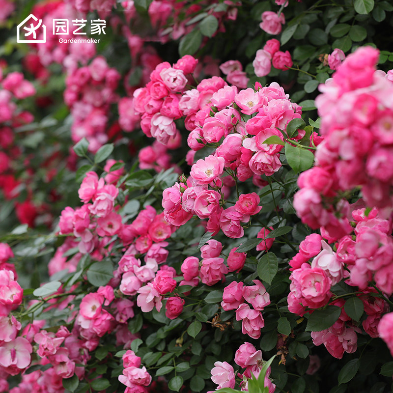 虹越月季花苗盆栽大花月季图片