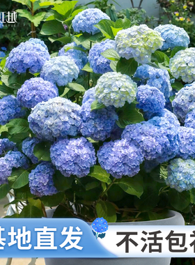 虹越无尽夏绣球花盆栽阳台大花中华木绣球老桩花手鞠庭院地栽花苗