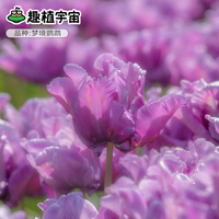 趣植宇宙2026进口郁金香种球5度球量贩阳台盆栽重瓣花园地栽预售