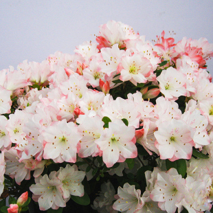 虹越安酷杜鹃花盆栽四季常绿树苗东洋鹃陶菊如高山杜鹃耐寒多年生