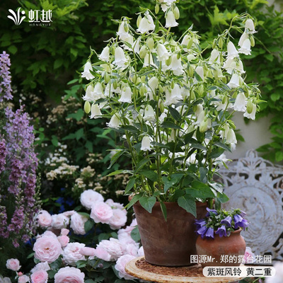 虹越风铃草好养开花小苗