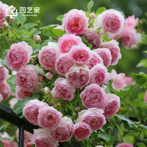 虹越月季小苗精选品种
