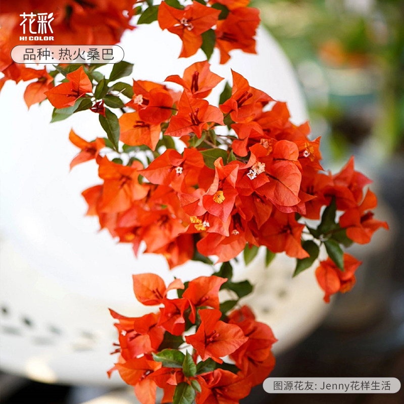 热火桑巴三角梅盆栽带花苞簕杜鹃图片
