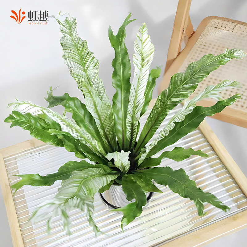 虹越蕨类植物小盆栽桌面热植摆件
