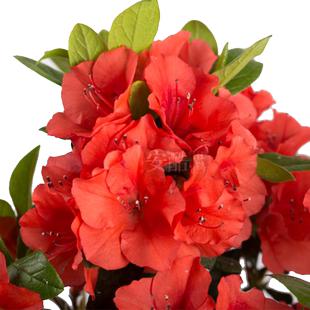 虹越高山杜鹃花盆栽蓝紫色拉马波蓝山雀庭院多年生大苗安酷东洋鹃