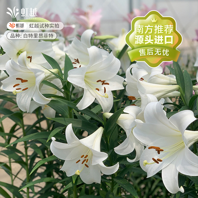 进口百合种球虹越多品种