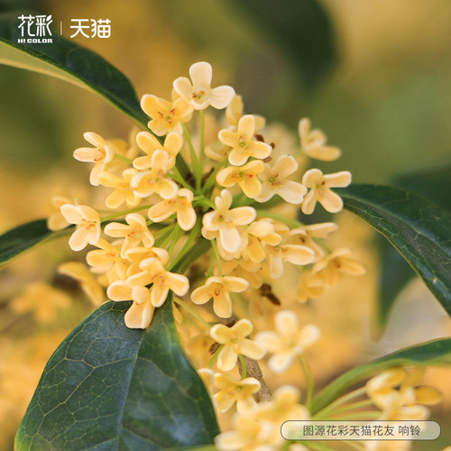 花彩四季桂花树盆栽多年生花量大