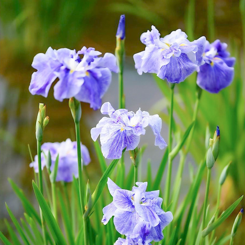 花彩单瓣大花菖蒲裸根日本鸢尾玉蝉花多年生裸根庭院宿根花境花园