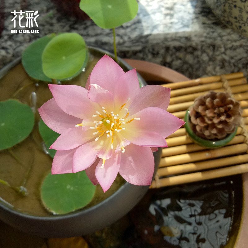 花彩碗莲种藕阳台迷你荷花夏季水培植物耐热耐晒庭院睡莲花水养鱼