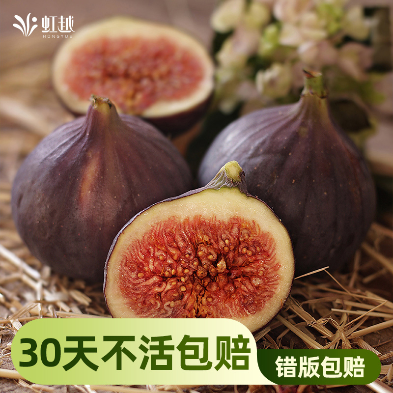 虹越无花果树果苗盆栽