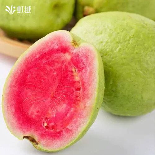 虹越芭乐番石榴果树果苗阳台庭院地栽盆栽水果南方种植