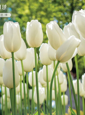 白色浅色系郁金香种球自然球进口花种球根土培盆地栽耐寒花卉虹越