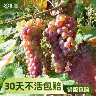 寒香蜜无籽葡萄苗盆栽虹越圆叶果树苗南北方种植阳光玫瑰巨峰夏黑