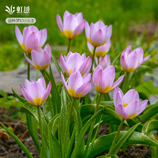 进口原生郁金香种球根花卉植物可盆栽地栽耐寒多件多折虹越现货