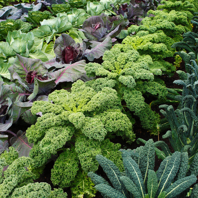 虹越园艺家可食甘蓝羽衣甘蓝种子