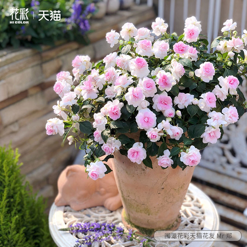 花彩重瓣凤仙苗盆栽阳台种植草花园易爆花期长耐热垂吊多年生花卉