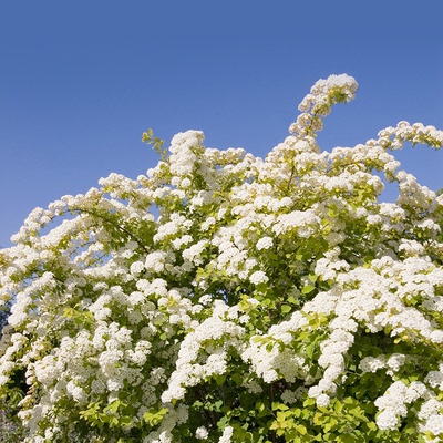 黄金喷泉绣线菊喷雪花虹越