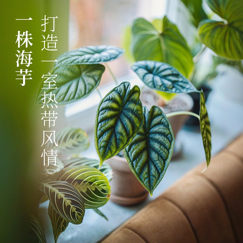 花彩海芋植物盆栽绿天鹅室内家居绿植摆件阳台办公室桌面网红热植