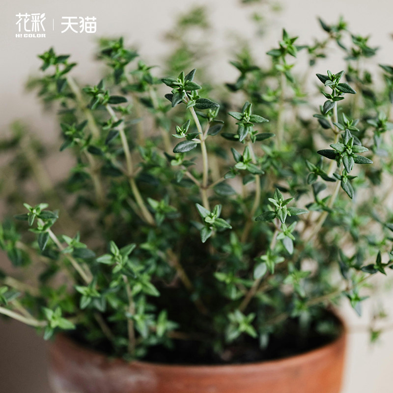 花彩杰克百里香盆栽新鲜香料可食用意面牛排西餐调料香草植物烘焙
