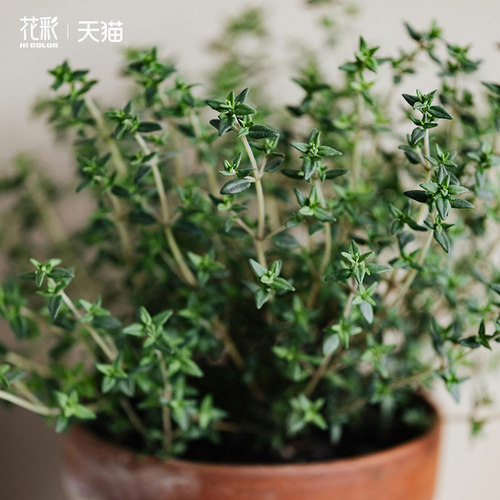 可食用香草百里香多年生草本植物