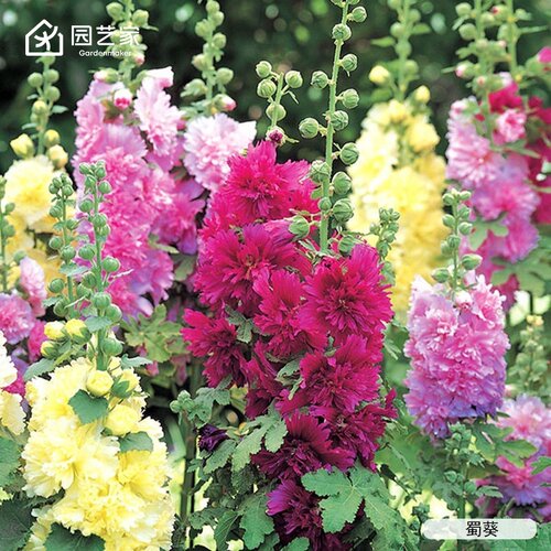 虹越重瓣蜀葵花苗多季开花