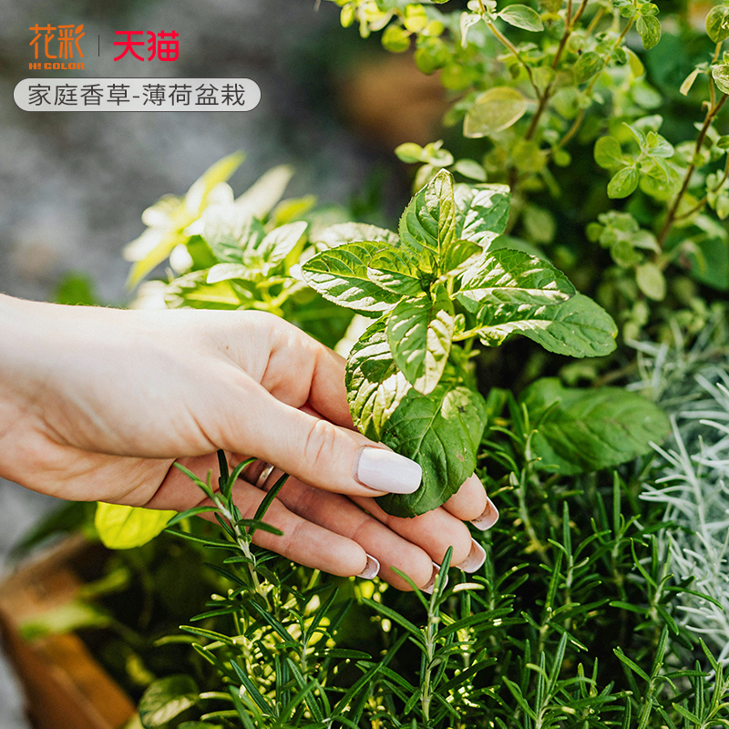 虹越香草植物薄荷盆栽可食用香料