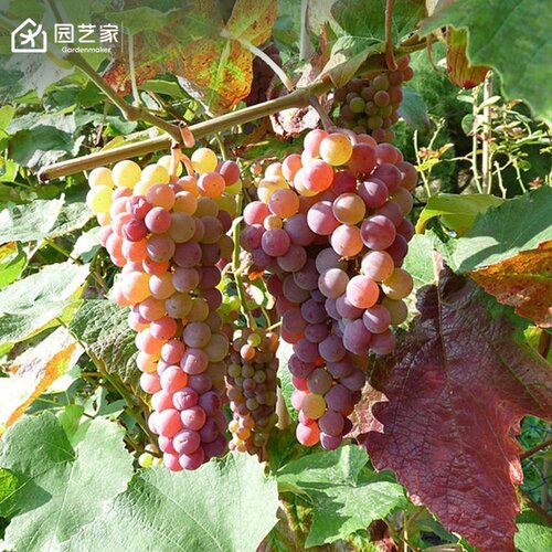 寒香蜜葡萄树虹越丰产香甜抗性强