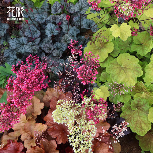 花彩矾根盆栽多年宿根植物