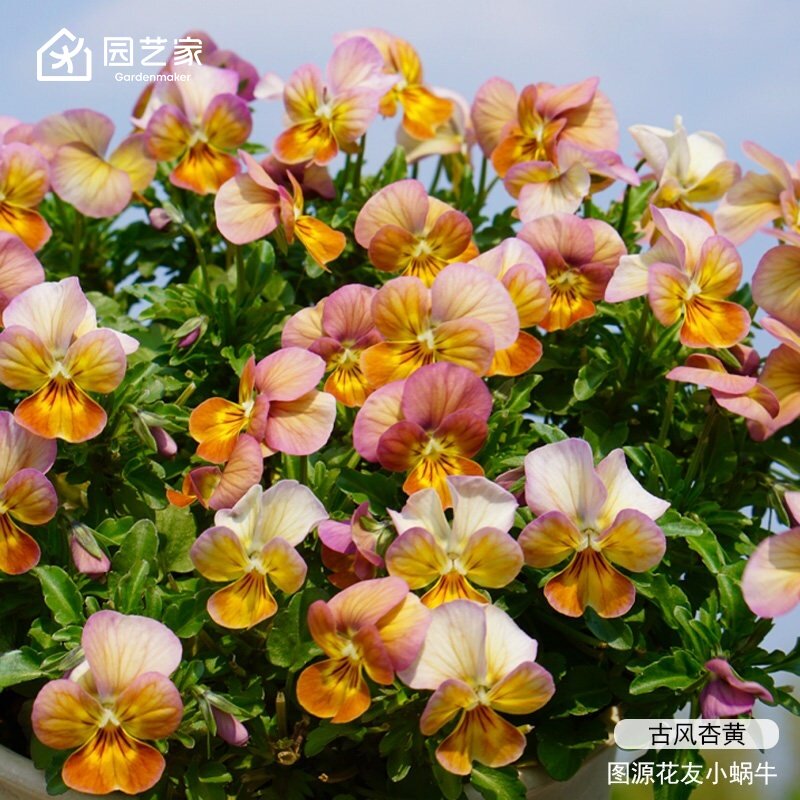 园艺家花卉种苗角堇三色堇盆栽庭院阳台耐寒花期长冬季小花苗