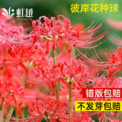 虹越曼珠沙华彼岸花夏秋开花石蒜