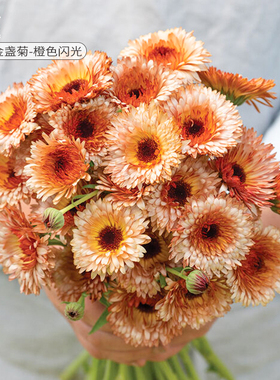 花彩金盏菊盆栽暖色调四季开花易爆盆室内阳台庭院盆花新手好养活