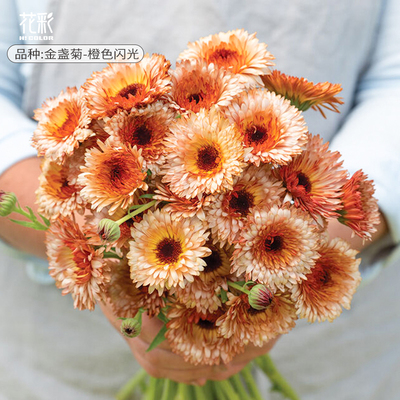 花彩金盏菊盆栽暖色调盆花好养活