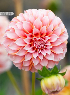 花彩重瓣大丽花盆栽大花牛奶咖啡奶油桃子阳台室外庭院种球根花卉