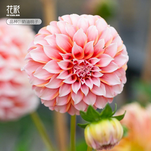 花彩重瓣大丽花盆栽大花牛奶咖啡奶油桃子阳台室外庭院种球根花卉