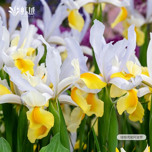 球根鸢尾虹越进口多年生荷兰鸢尾