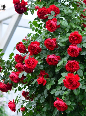 虹越月季花苗龙沙宝石蓝色阴雨红木香藤冰山爬藤灌木盆栽强香玫瑰