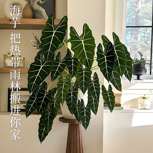 花彩海芋秋海棠ins室内懒人绿植