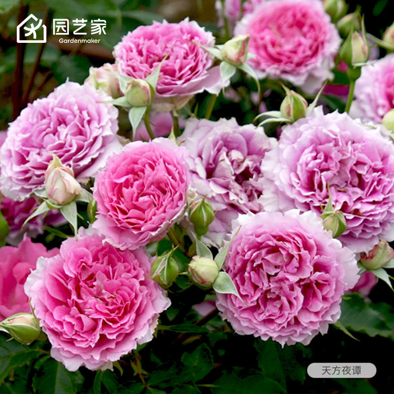 虹越天方夜谭月季盆栽图片